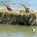 classic duck blind