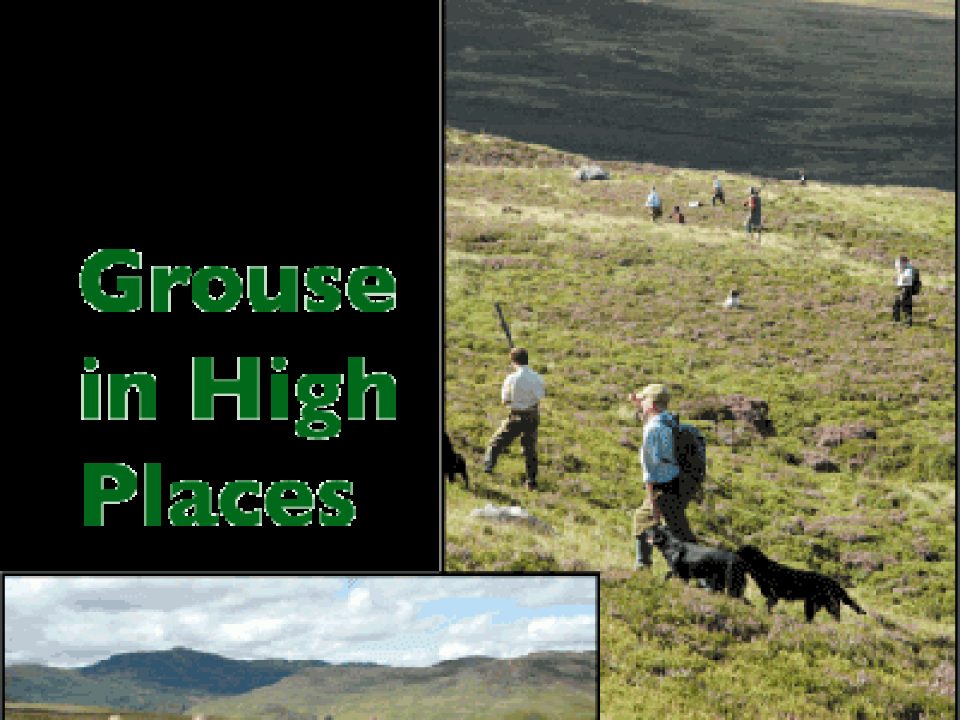 Grouse in High Places