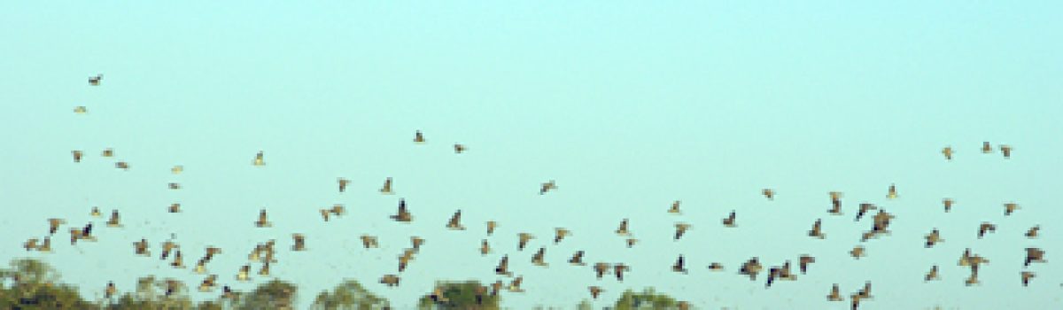 What I Learned About Dove Shooting at Las Palomas Lodge In Bolivia