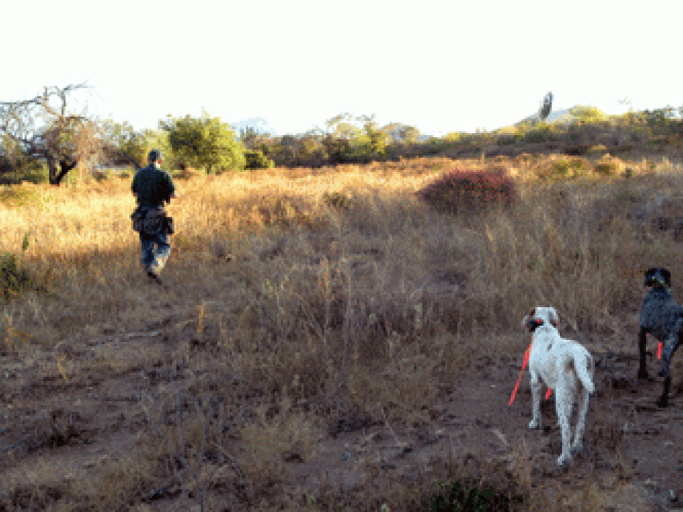 Birding with Balderrama or Hot-Barrel Hunting in Mexico