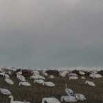 snowgoosedecoys