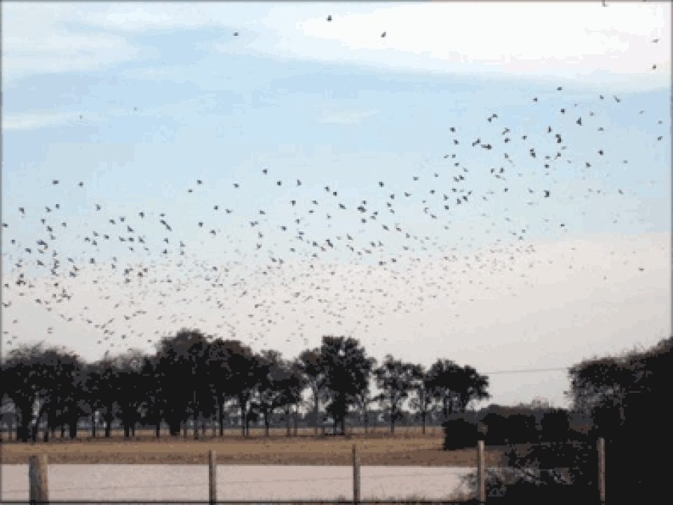 Argentina Wing Shooting 101 OR a Practical Guide to Volume Wing Shooting