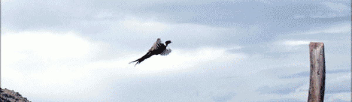 Hunting the Wiley Chukar in Utah