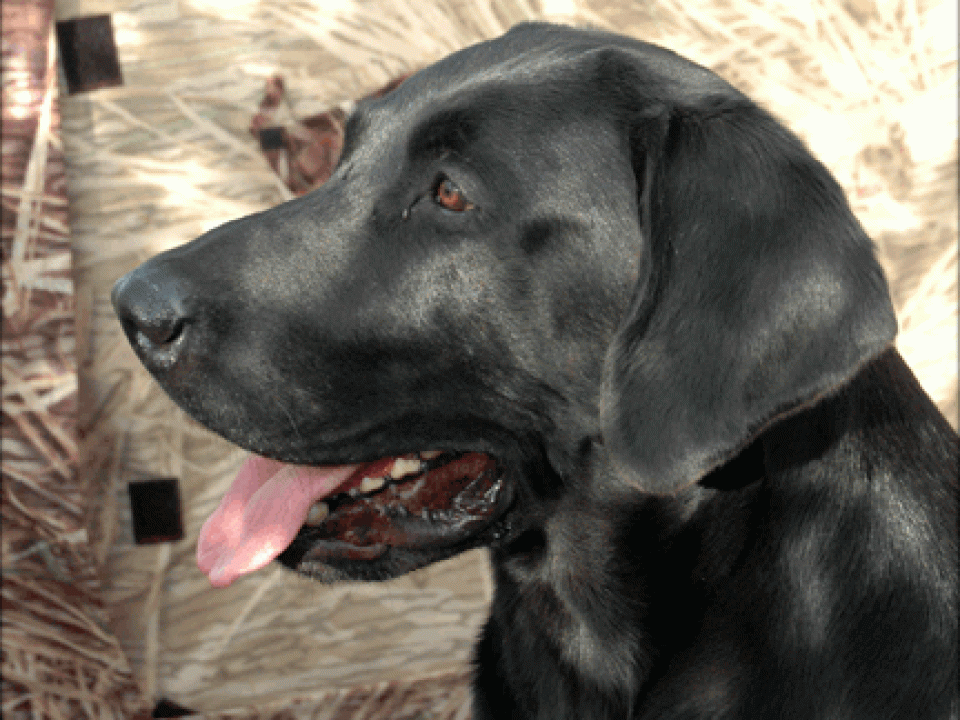 Puck the Black Lab…Friend, Teacher and Athlete
