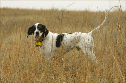 dog-on-point-in-field