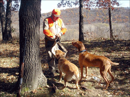 FeedingDogs