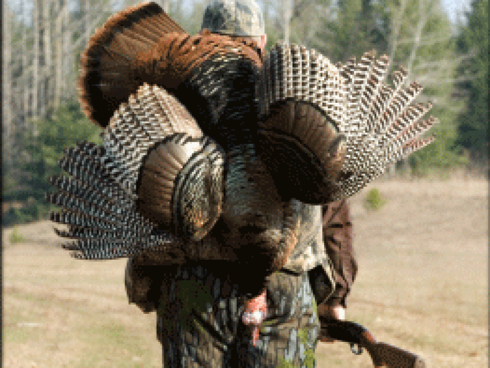 The “Un”-Magnum Approach to Turkeys