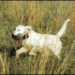 Bird-Dog