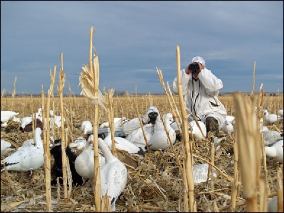 Unlimited Snows: Late Season Snow Goose Hunts are an Experience of a Lifetime