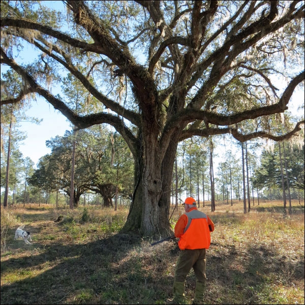 The Wild and Wiley Bobwhites of Honey Lake Plantation 1 0fcccca5b510e5bb86a94045046d252d
