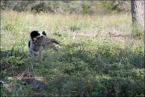 Replenishing Body and Soul at Joshua Creek Ranch 7 bird-dog