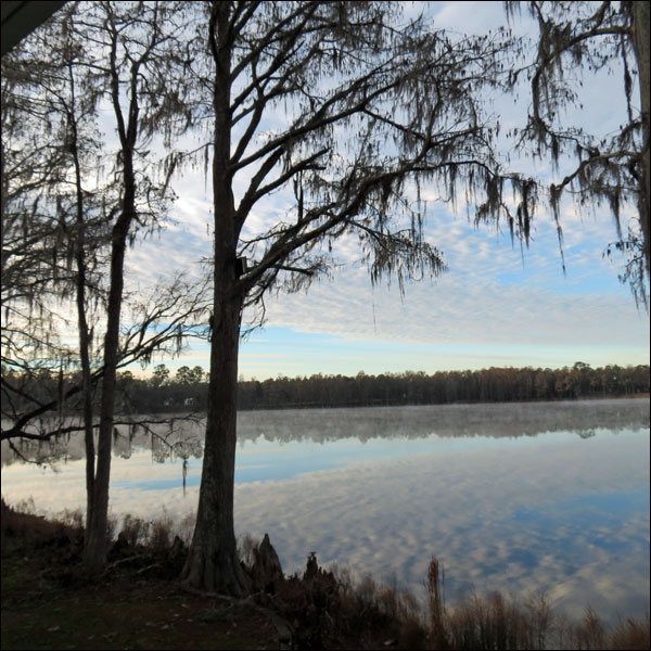 The Wild and Wiley Bobwhites of Honey Lake Plantation 3 lake