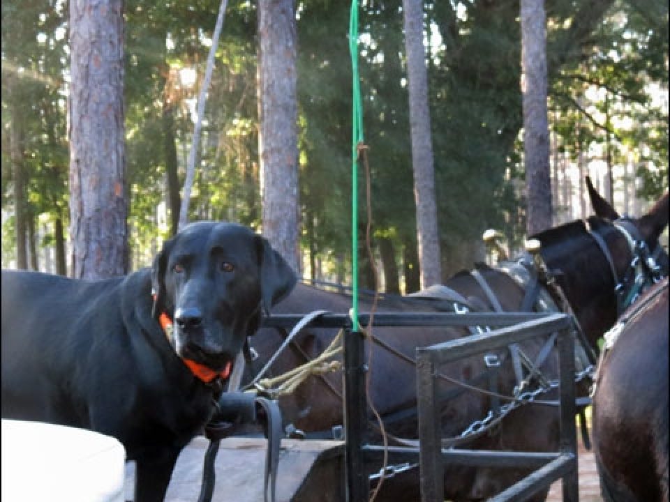 Doug Coe’s Amazing Quest to Preserve Authentic 19th Century Quail Hunts at Pine Hill Plantation