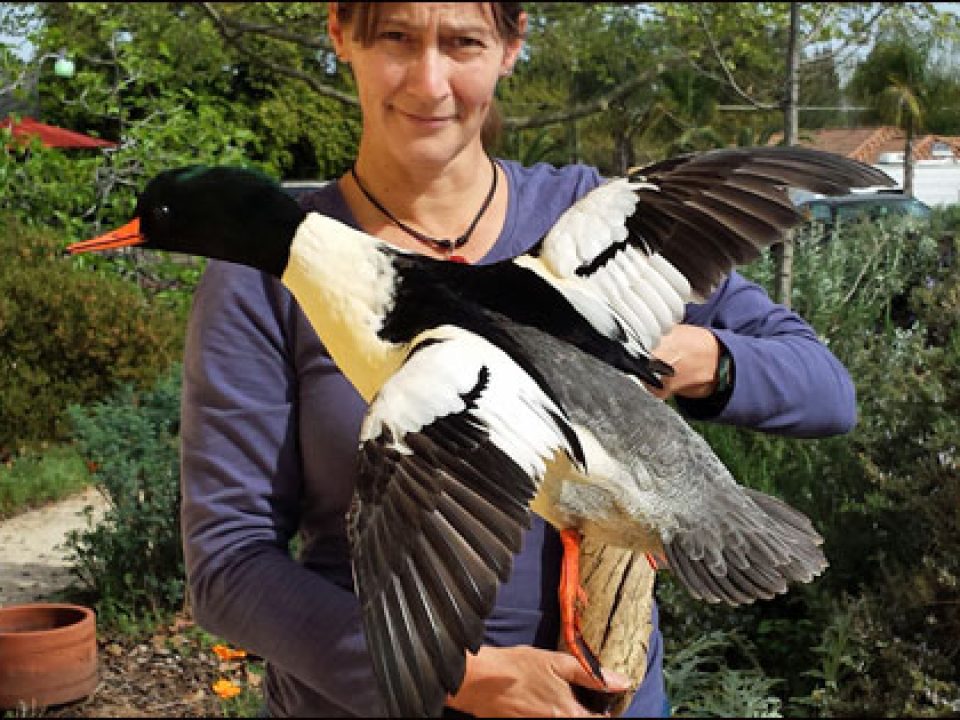 Not to be Outdone – A Duck Hunting Tale of Twisting Regrets