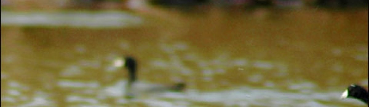 Coot Shoot! Why the Ignored Birds Can Provide Action on a Humdrum Day and a Tasty Meal