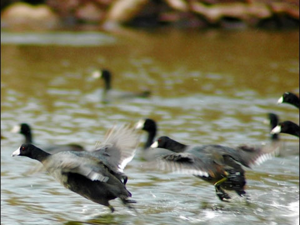 Coot Shoot! Why the Ignored Birds Can Provide Action on a Humdrum Day and a Tasty Meal