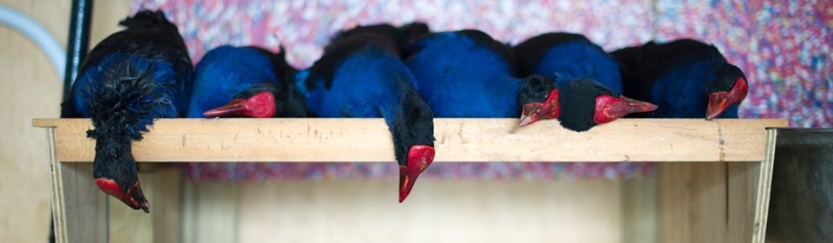 My Bird of Regret: the Pukeko