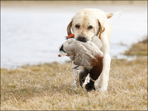 puppyduck