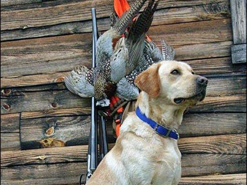 Selecting a Great Bird Dog: It’s All About Managing Your Expectations