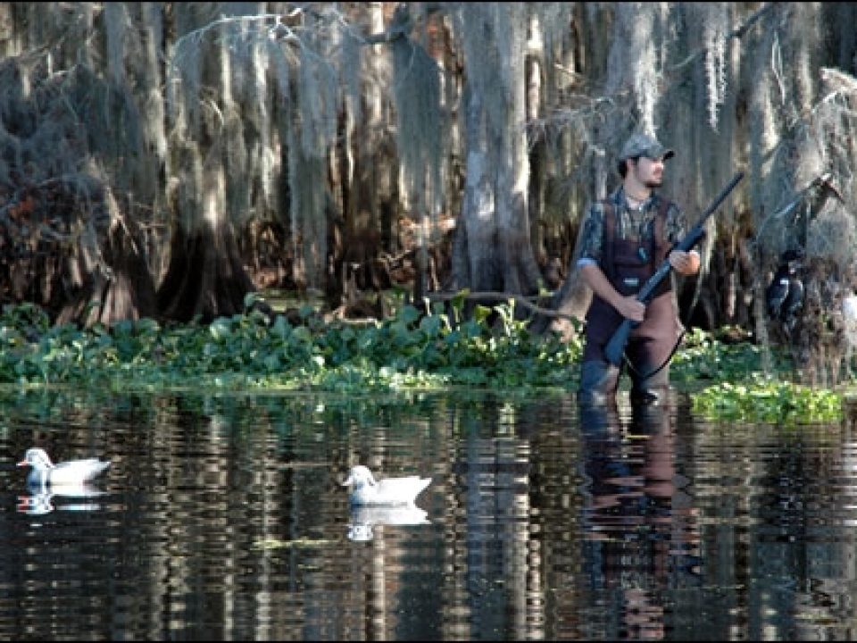 Hunting Wood Ducks: Low Tech, Low Budget, High Excitement