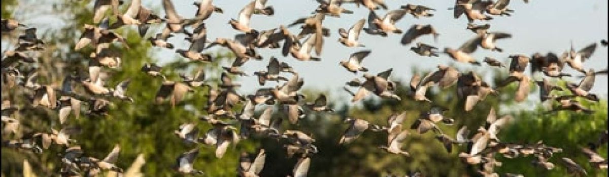 How to Survive High-Volume Dove Shooting in Argentina