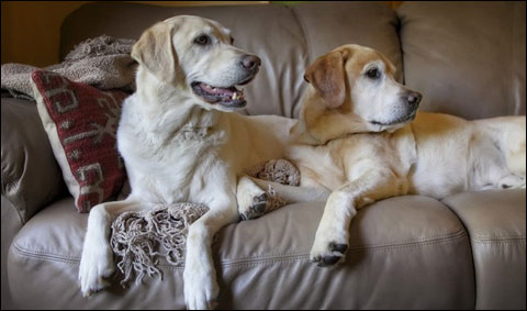 2 labs