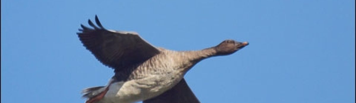 Three Ways to Add Variety to Your Russian Capercaillie and Black Grouse Hunt