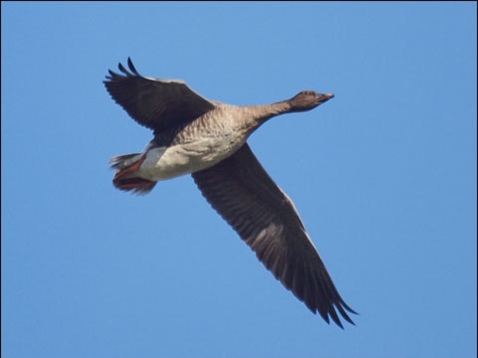 Three Ways to Add Variety to Your Russian Capercaillie and Black Grouse Hunt
