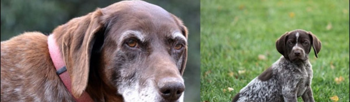Transitioning Generations of Great Hunting Dogs