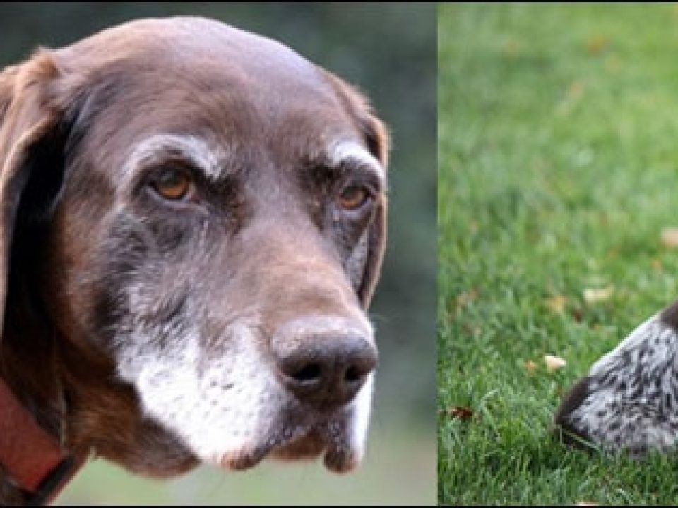 Transitioning Generations of Great Hunting Dogs