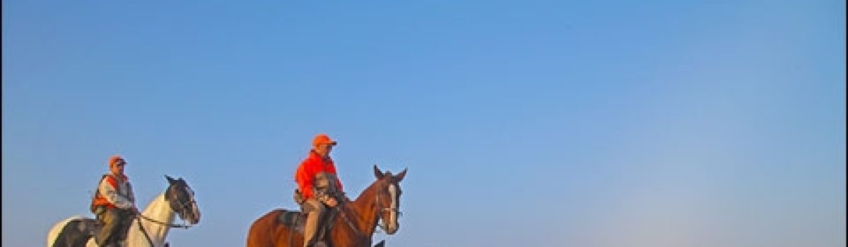 South Dakota Prairie Chickens and Sharptailed Grouse by Horseback