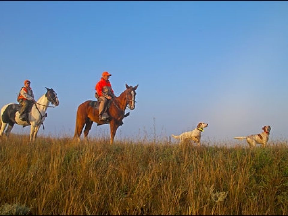 South Dakota Prairie Chickens and Sharptailed Grouse by Horseback