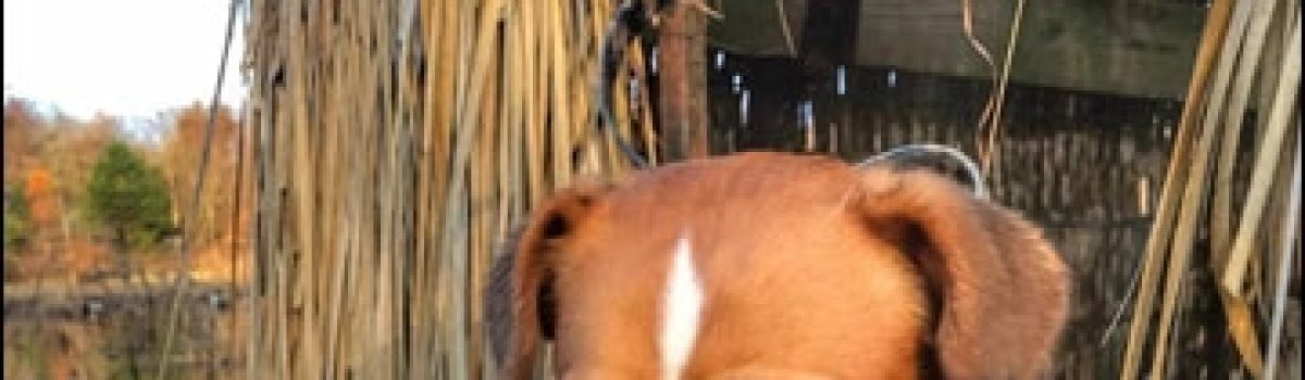 Three Sporting Dogs That Will Rock Your World