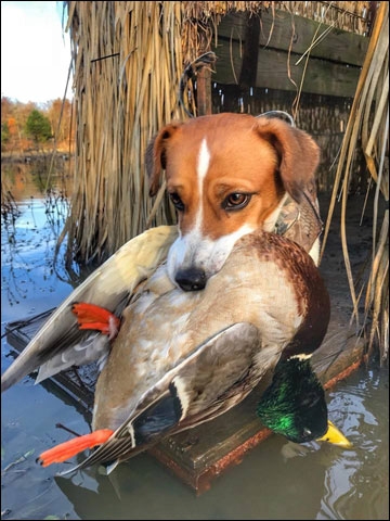 Beagle duck hot sale hunting