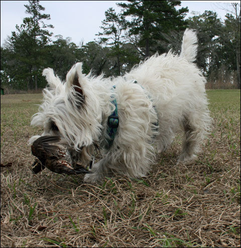 Westie hunting sales