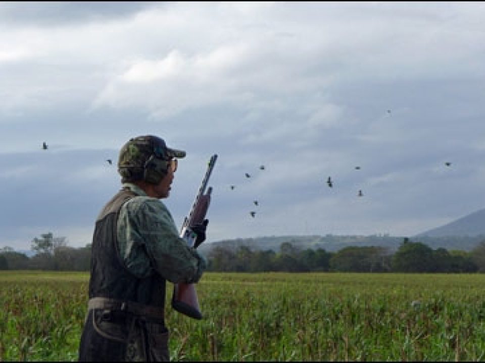 The White-Wing Doves of the Volcanoes