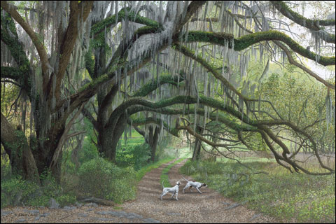 Deep South Pointers