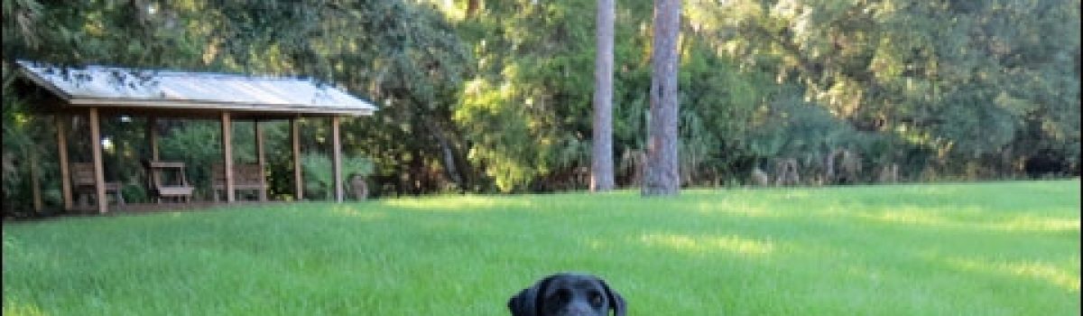 Blue Cypress Kennels of Florida Readies for Even Bigger Wins in U.K. Field Trials
