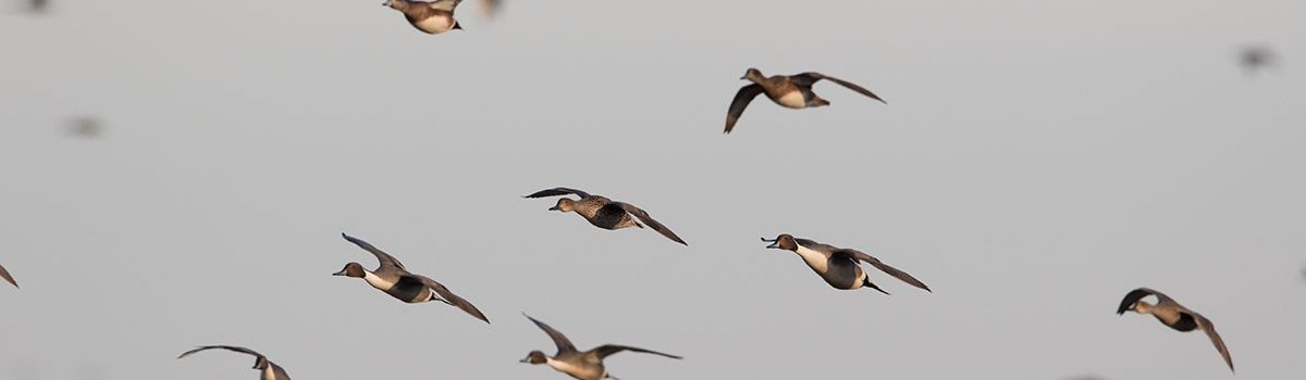 USFWS Proposes Liberal Frameworks for 2020-2021 Waterfowl Season
