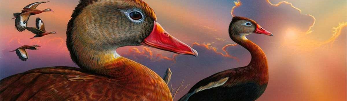 Federal Duck Stamps on Sale June 26