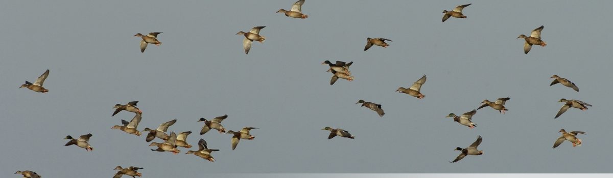 Delta Waterfowl Forecasts a Strong Fall Duck Flight