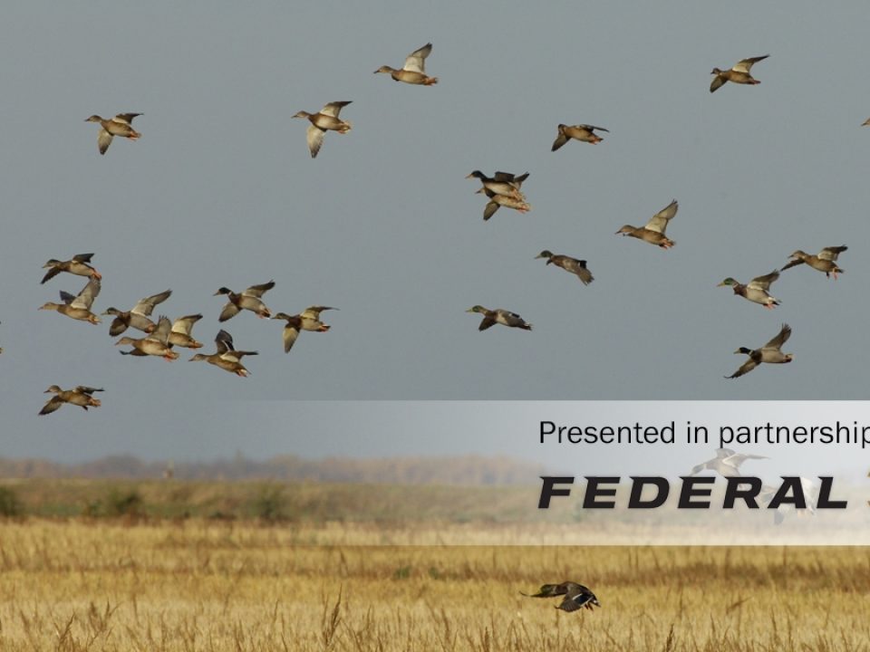 Delta Waterfowl Forecasts a Strong Fall Duck Flight
