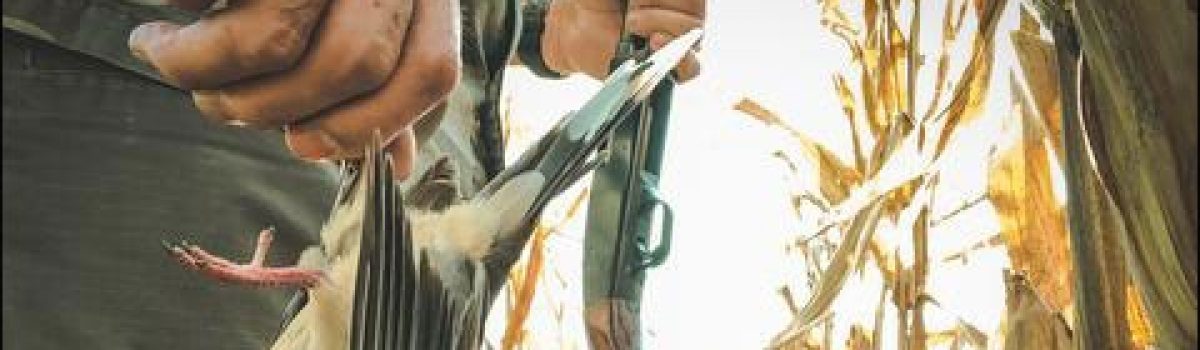 Dove Hunting with a Department Store Shotgun