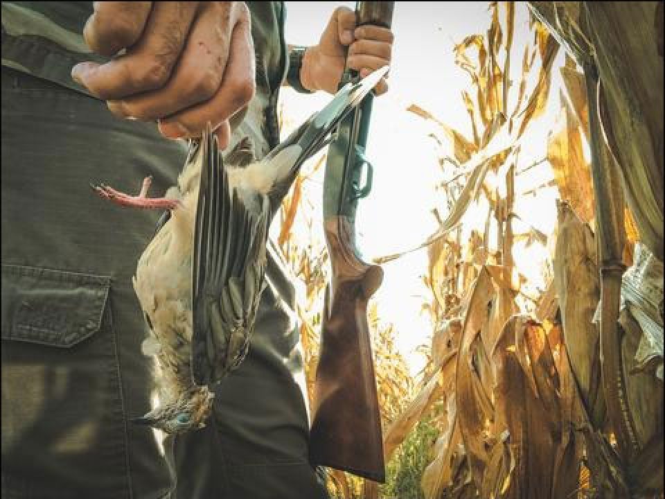 Dove Hunting with a Department Store Shotgun