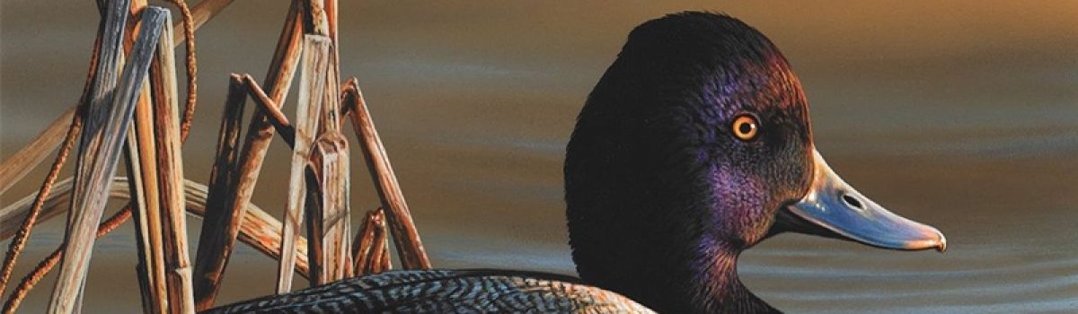 Delaware Artist Wins Federal Duck Stamp Contest