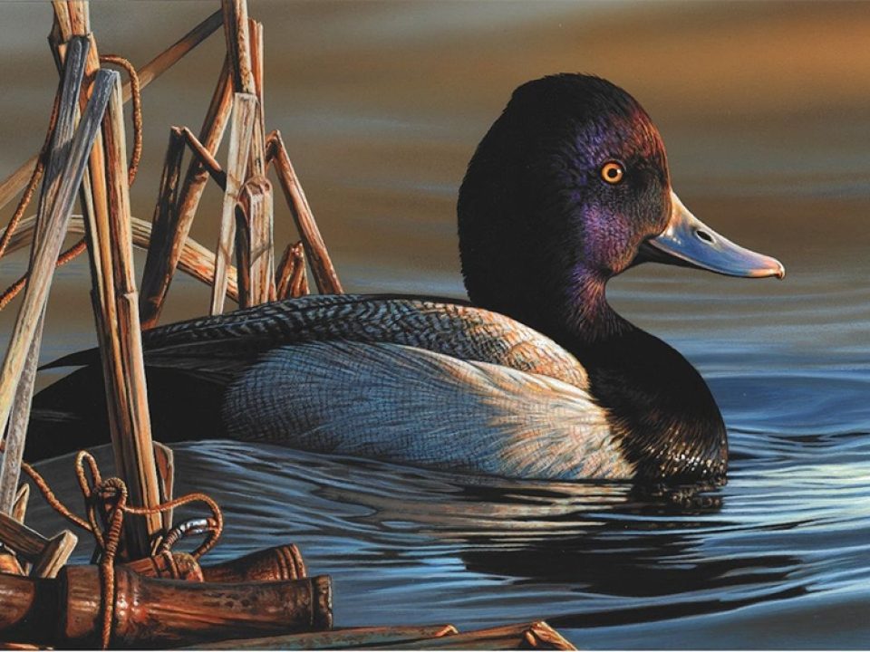Delaware Artist Wins Federal Duck Stamp Contest