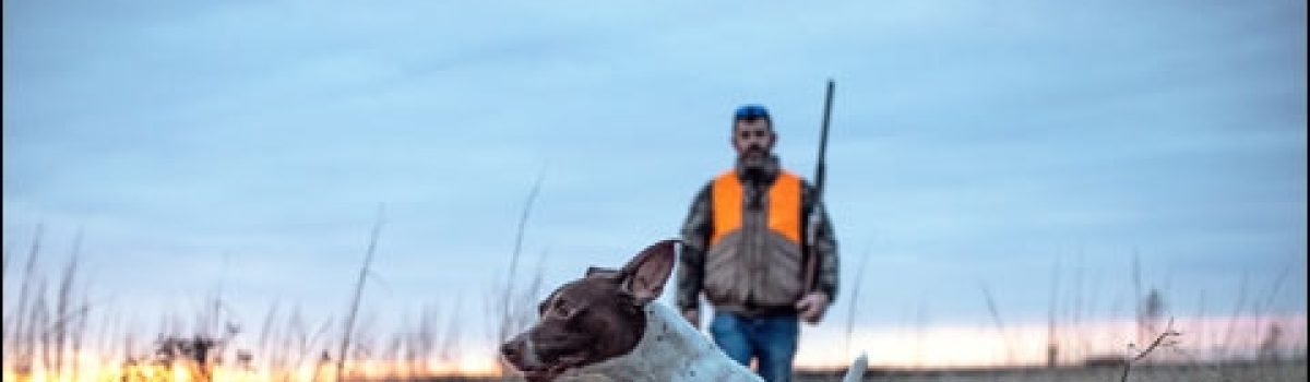 How to Feed Your Sporting Dog