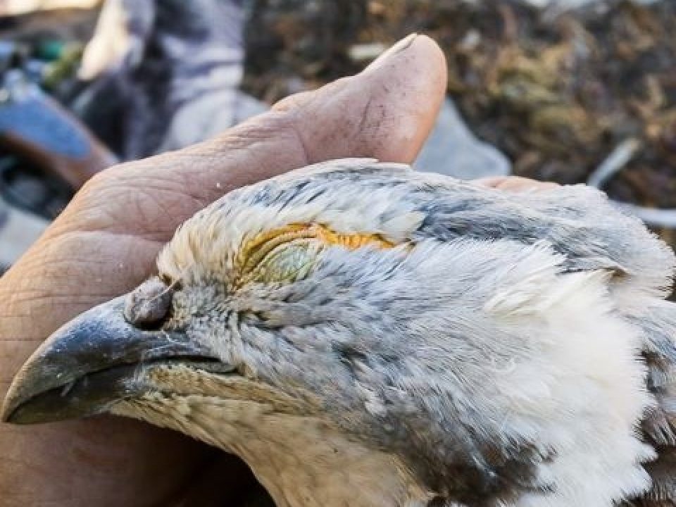 Leaving the Insanity Behind With a Snowcock Hunt in Nevada’s Ruby Mountains