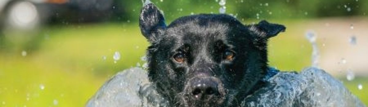 Eukanuba™ Announces Thermoedge™ Nutrition that Helps Reduce a Dog’s Peak Body Temperature Caused by Intense Activity