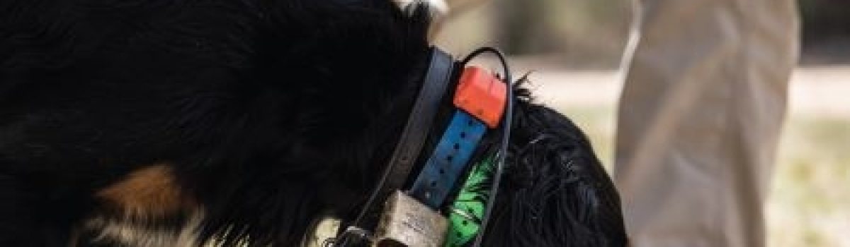 Help Keep Your Dog Running Cool During Preseason Training